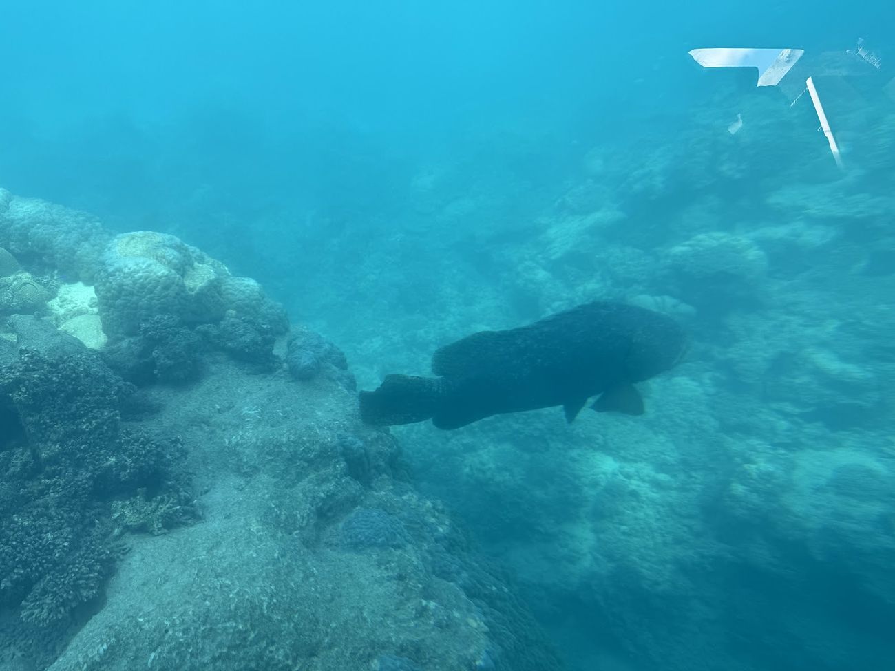 A grouper cruising the coral bommies on the Ningaloo Reef